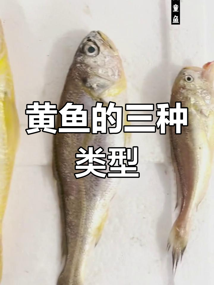舟山黄鱼种类大揭秘,深海野生与养殖差异