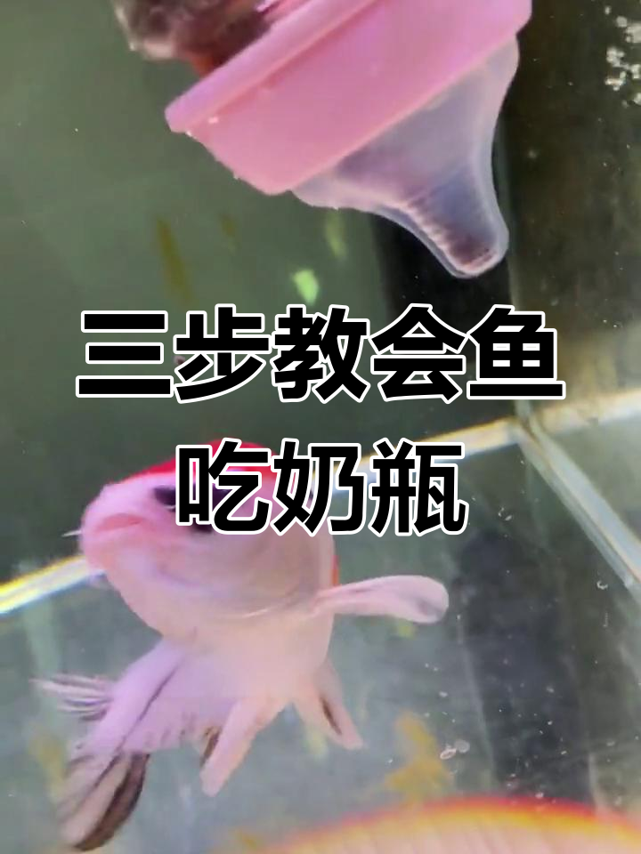教你如何用奶瓶喂鱼,轻松掌握三步训练法