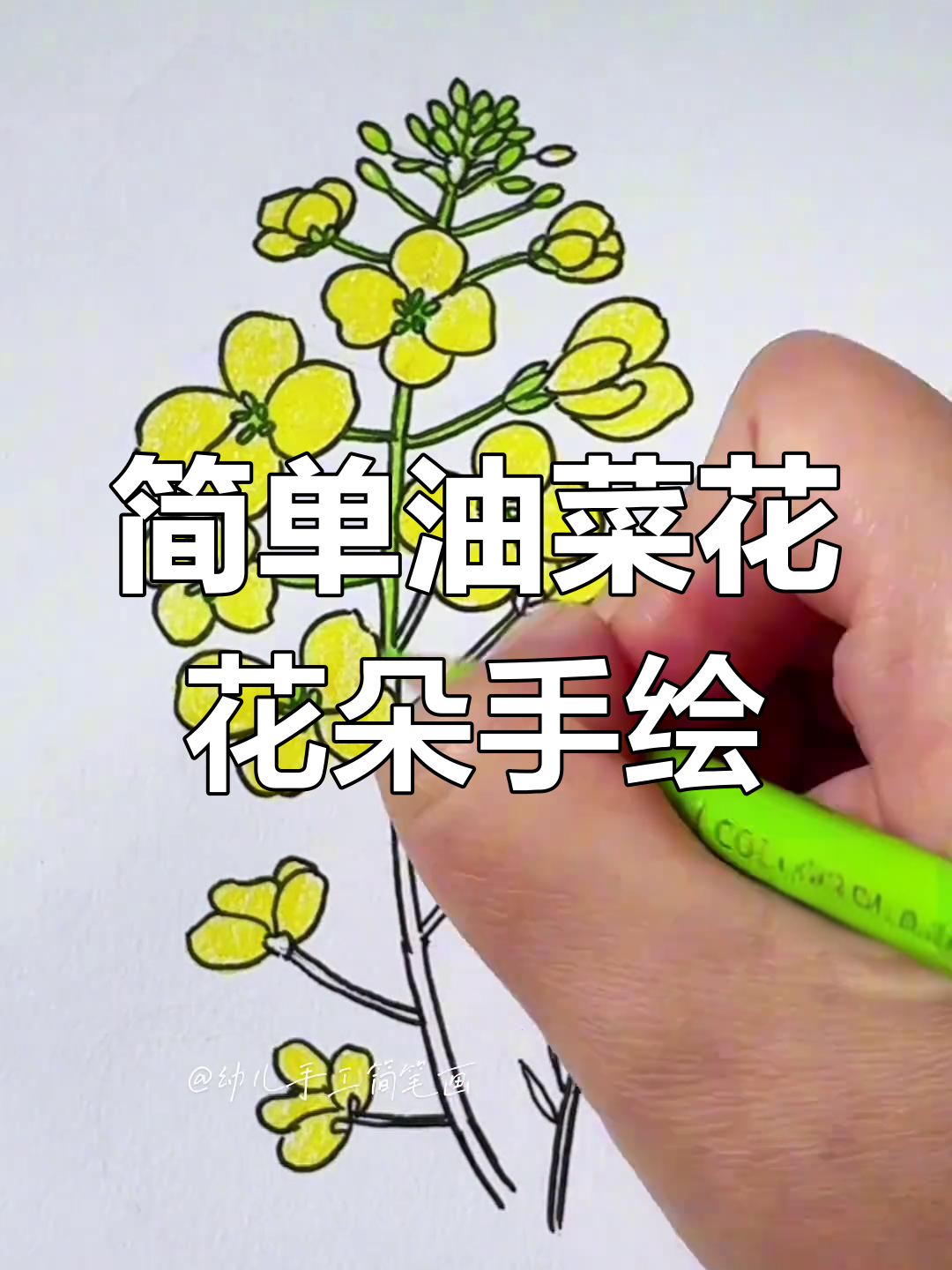 油菜花盛开,一起画可爱花朵!