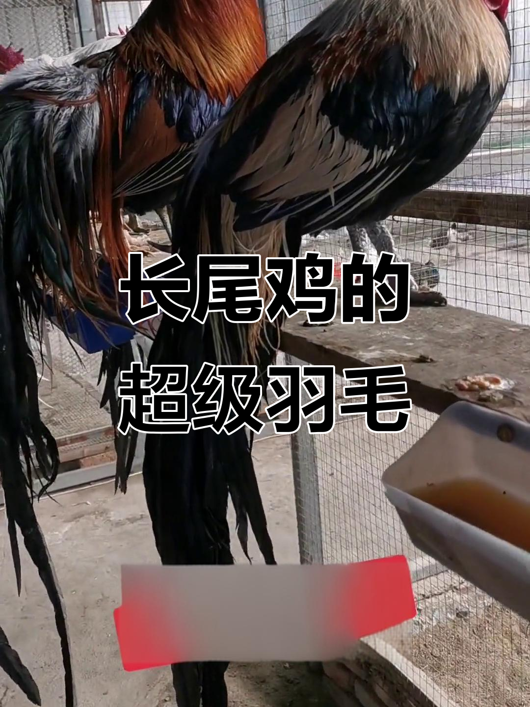 济宁市金世纪农业科技:长尾鸡的惊人尾巴,最长可达12.5米