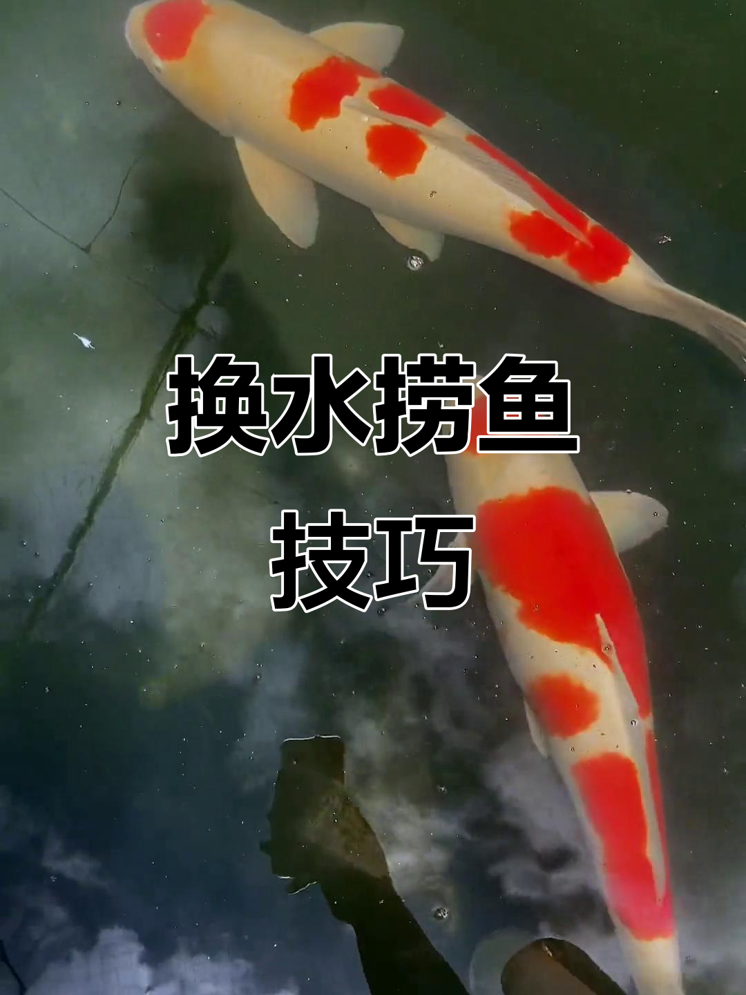 夏季换水捞鱼大作战，兰寿金鱼如何轻松上手