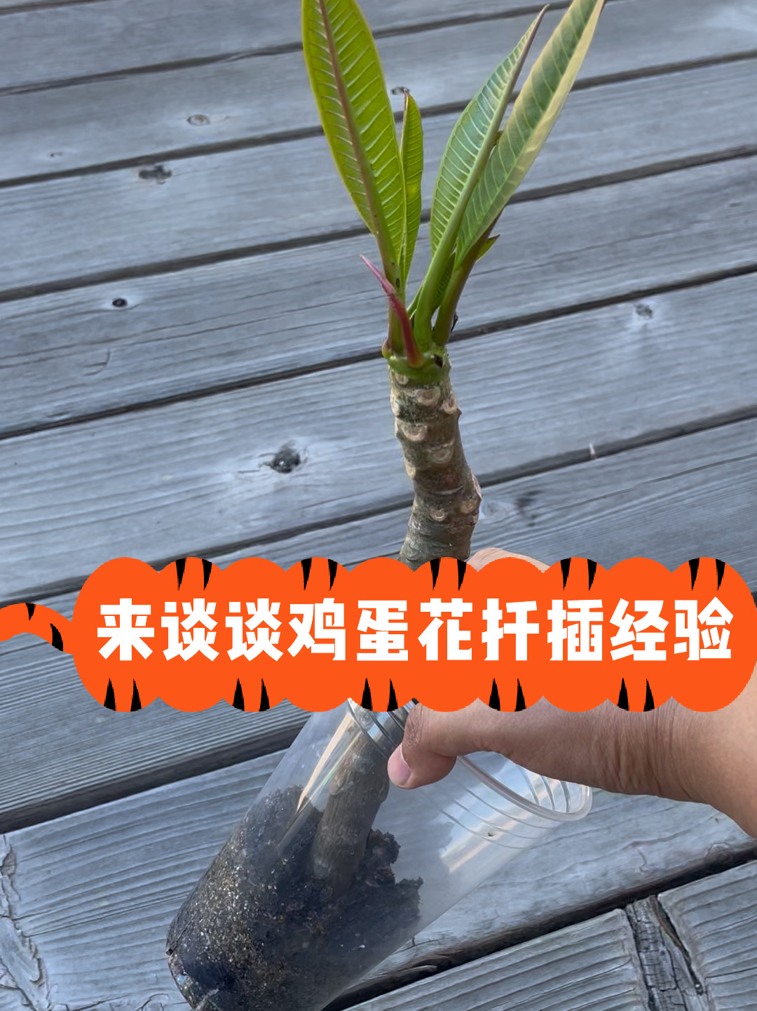鸡蛋花扦插经验