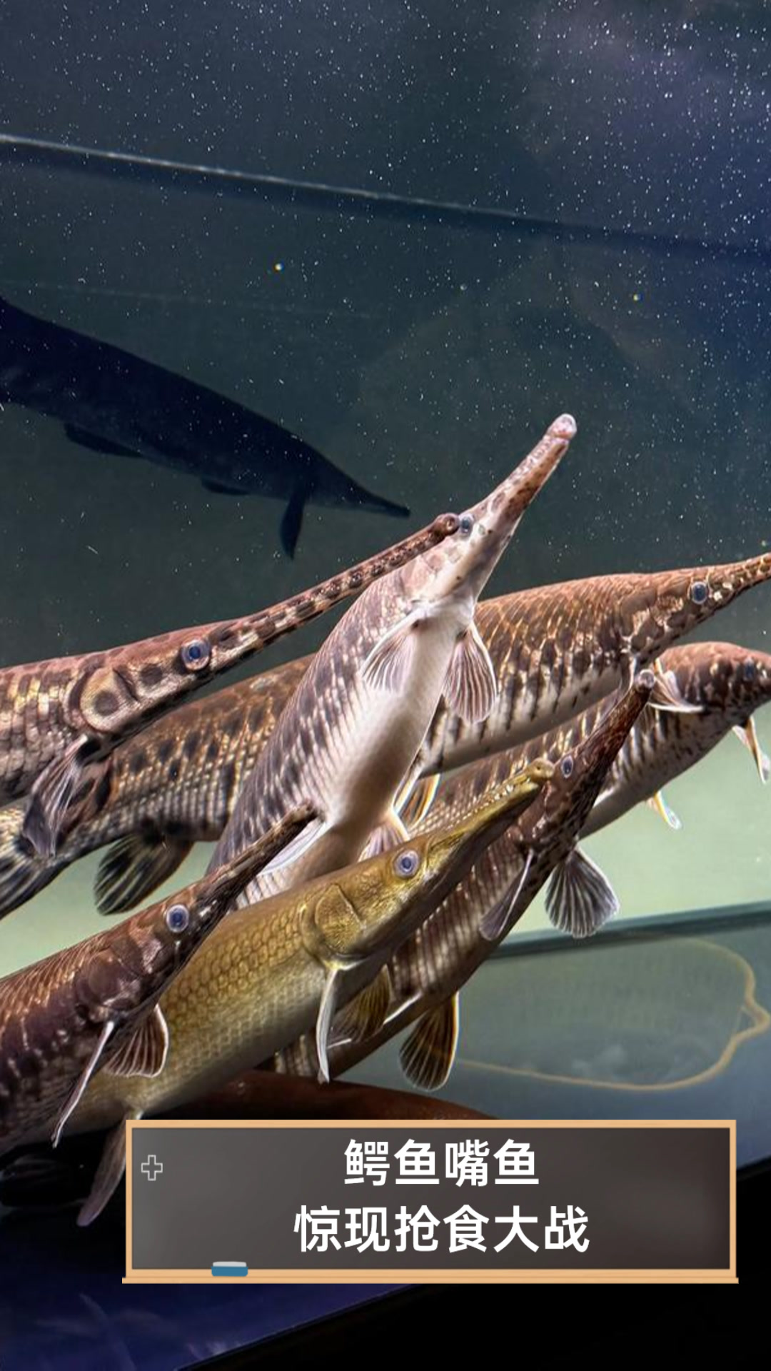 鳄鱼嘴鱼惊现抢食大战