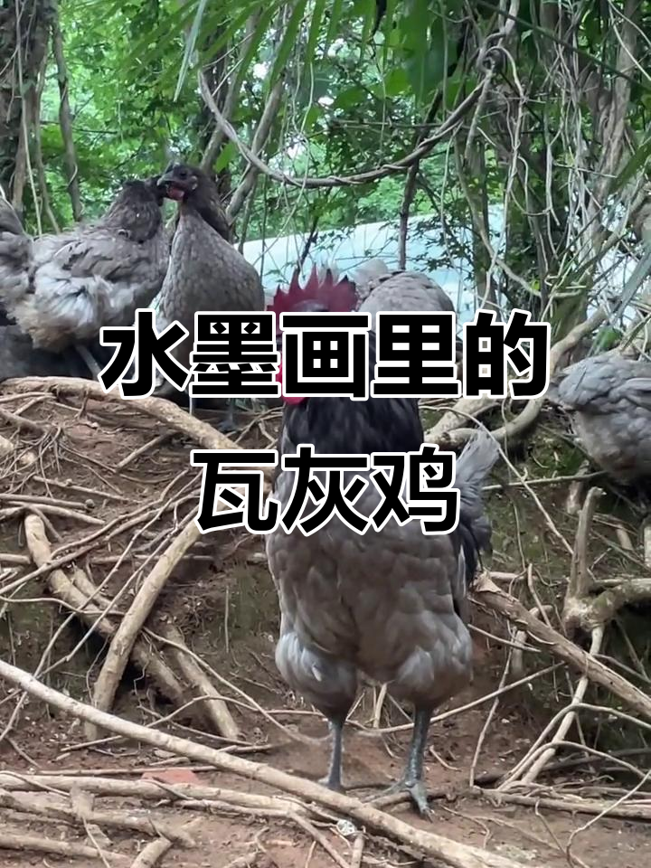 瓦灰鸡：古朴水墨画中的精灵，温润雅致让人爱不释手