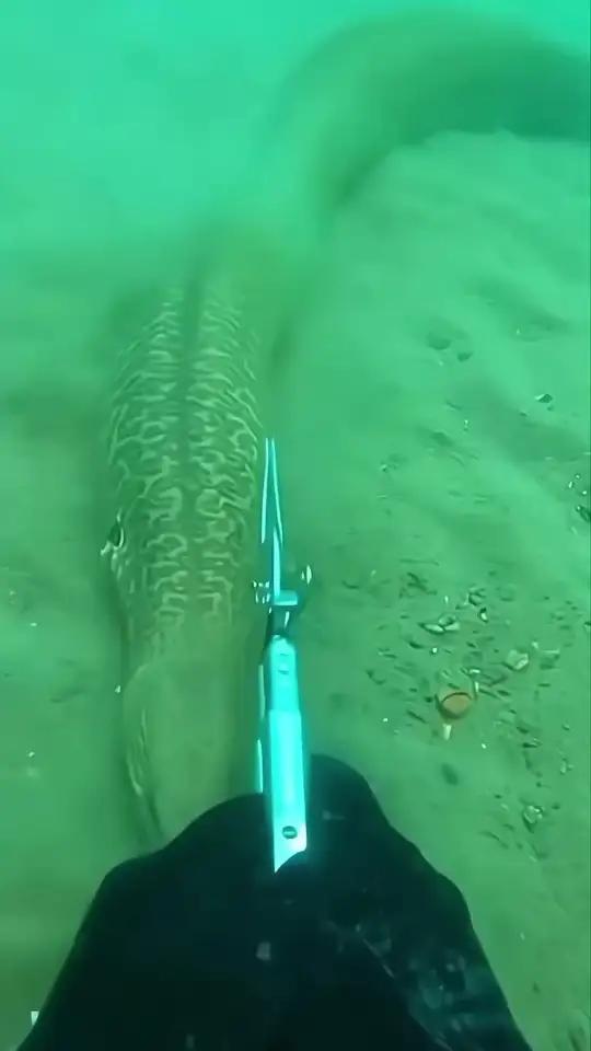 大小是个鱼#抓鱼潜水海洋生物鳗鱼