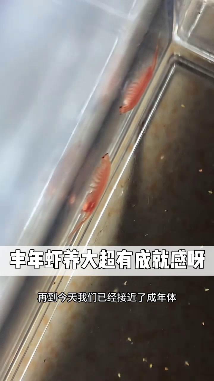 丰年虾养大超有成就感呀
