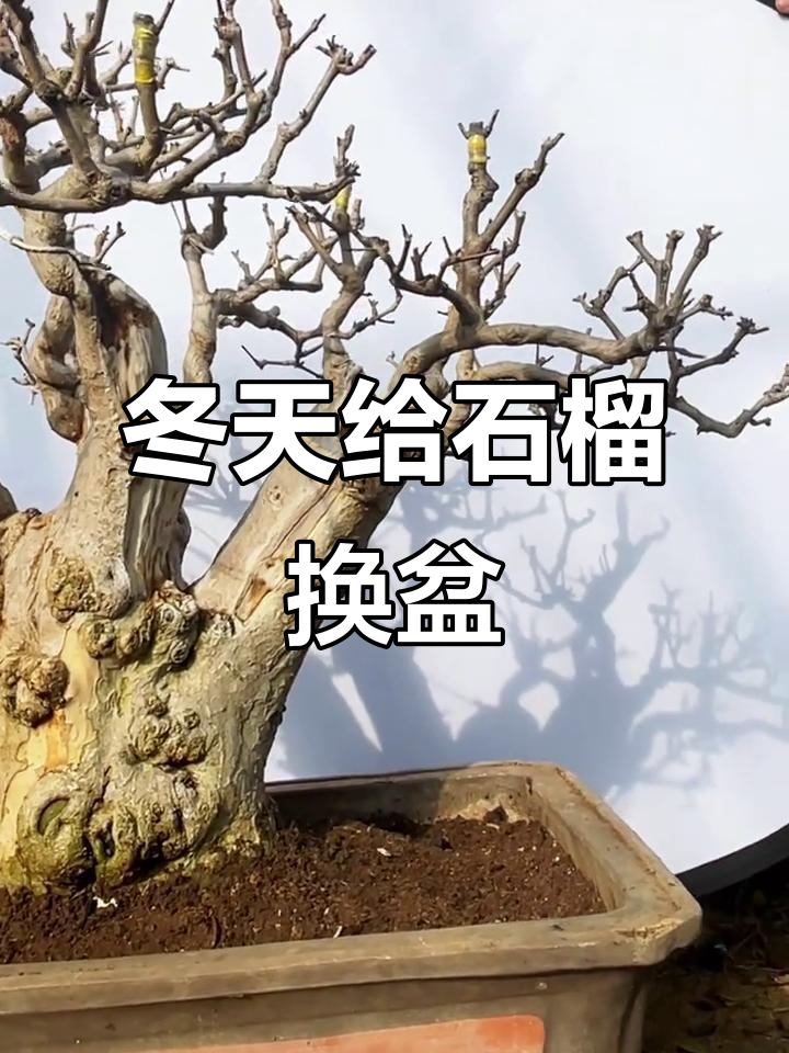 冬季换盆让石榴盆景焕发新生,来年爆发力惊人