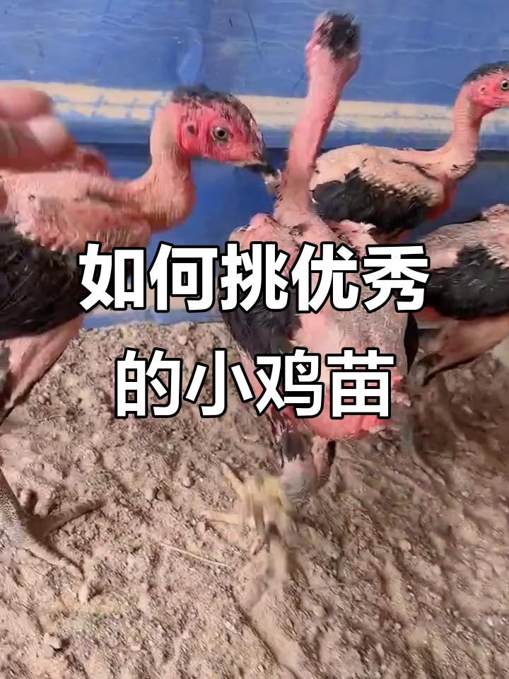 挑选越南斗鸡小鸡苗的四大要点,教你如何选到优质品种