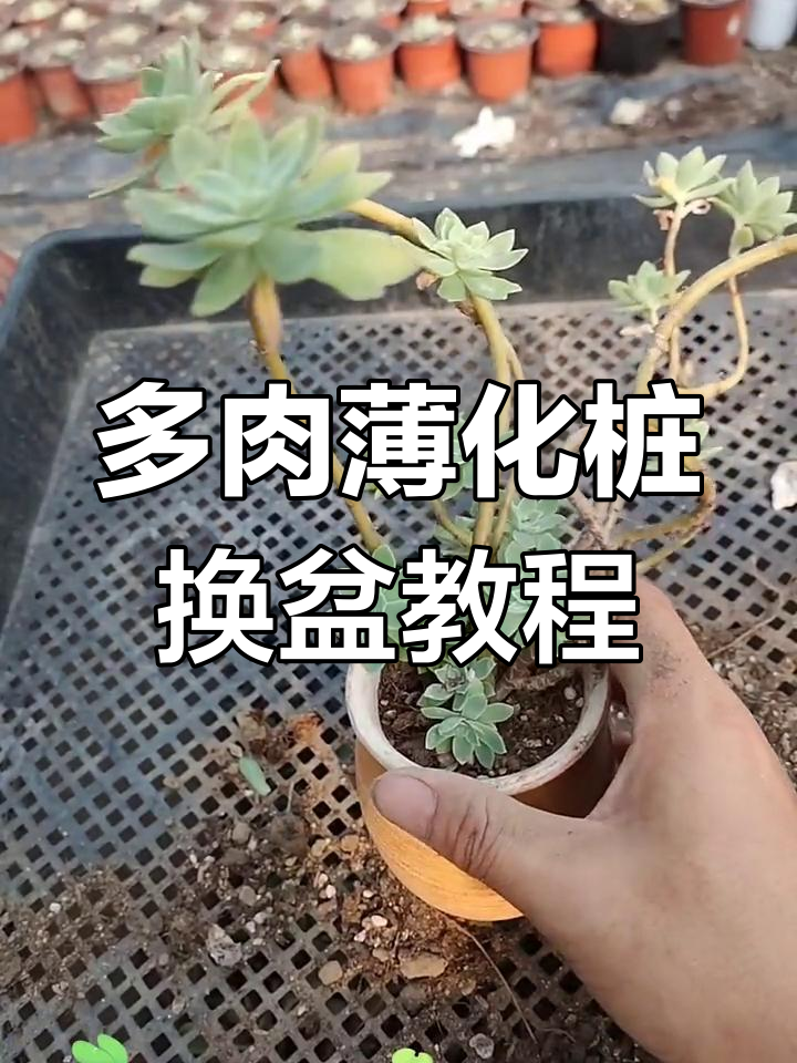 薄化妆多肉植物养护技巧,轻松打造妖娆枝条