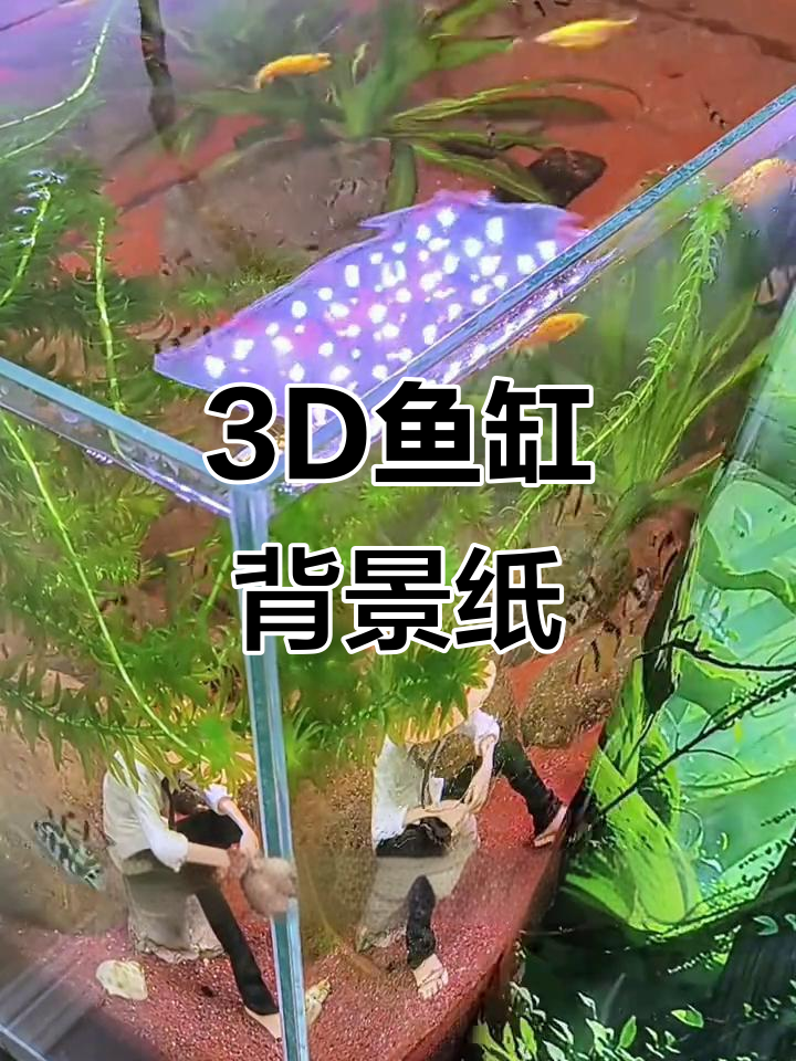 鱼缸背景纸让鱼儿更美，简单安装遮丑又美观