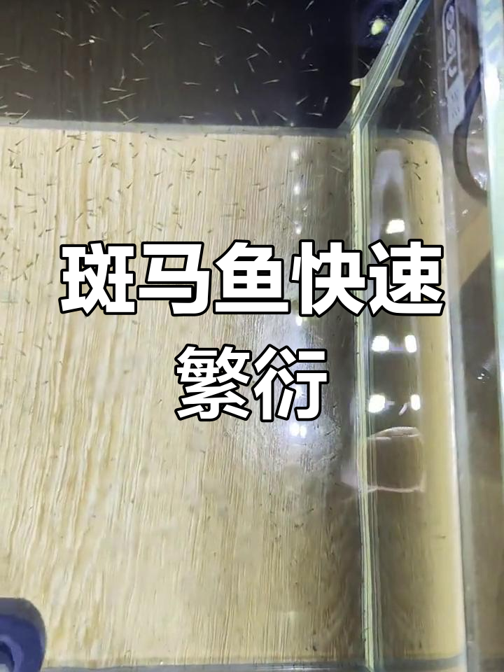 斑马鱼繁殖全过程揭秘,从产卵到孵化