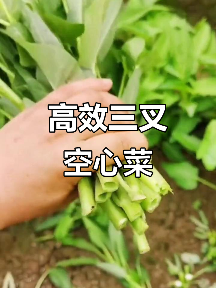三叉空心菜:种一棵吃一年,产量惊人,南方四季都能收割