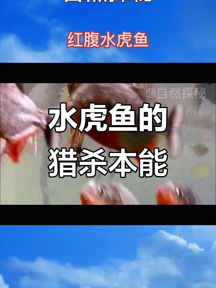 红腹水虎鱼:血腥捕食与生死时速