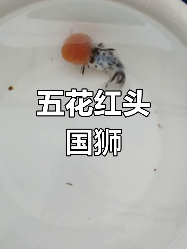红头五花国狮金鱼解析