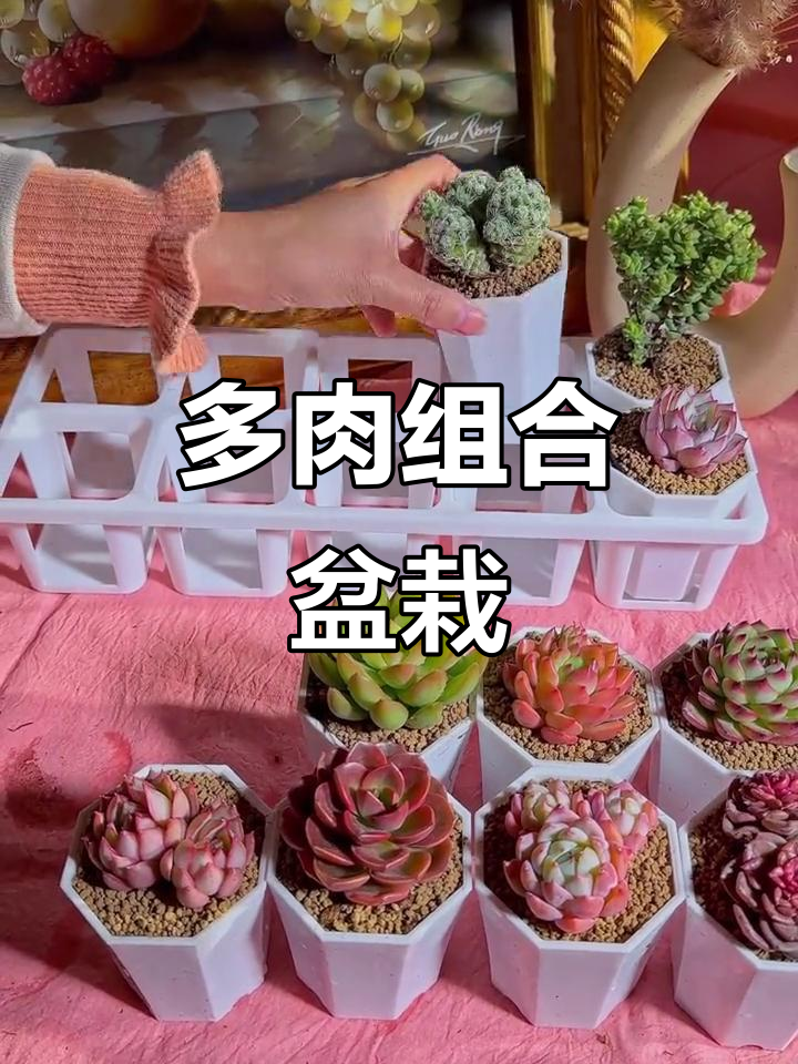 10种多肉组合,轻松养护,桌面阳台完美装饰