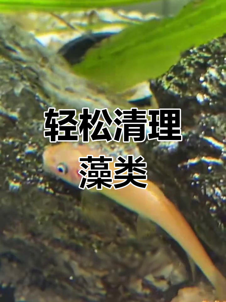 金苔鼠清道夫,鱼缸清洁无忧