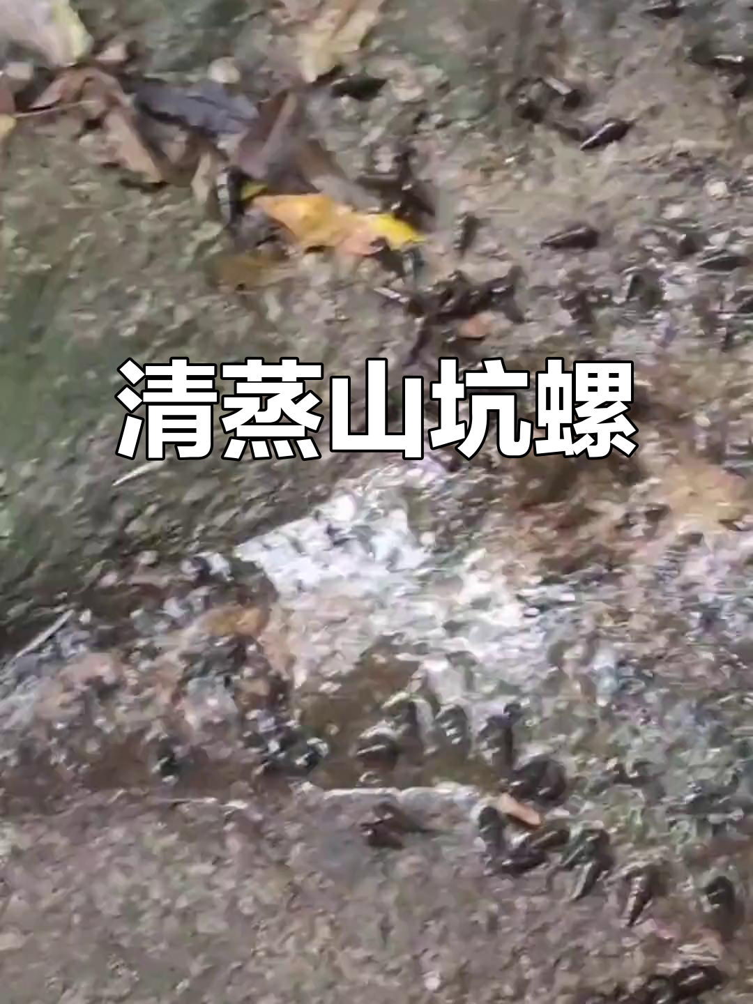 山坑螺的清蒸与生炒之争,哪种做法更美味?