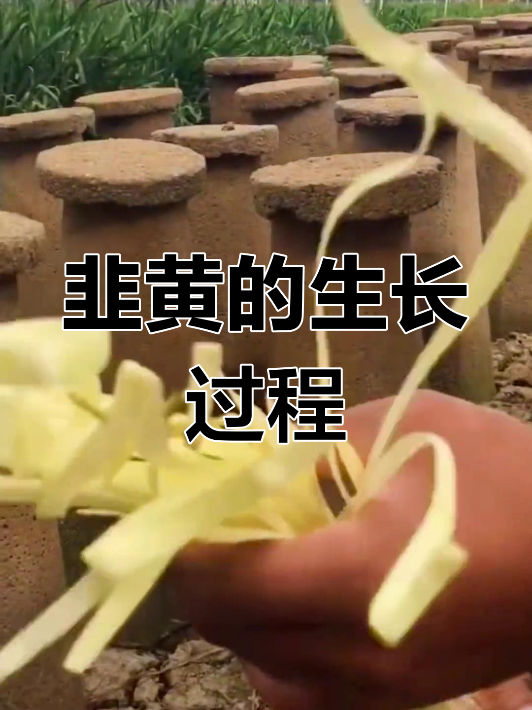 韭黄种植技巧:从韭菜到黄化的转变