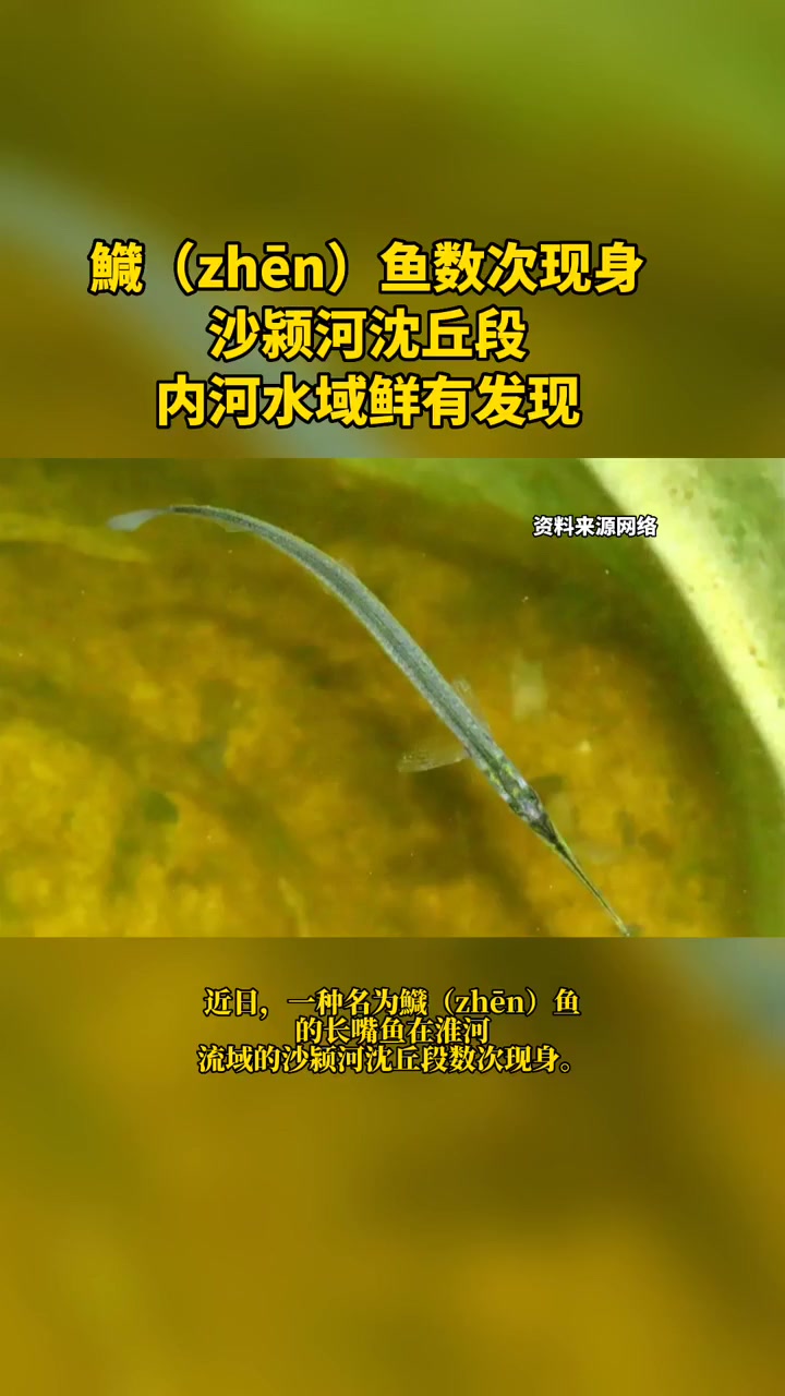 鱵鱼数次现身沙颍河沈丘段,内河水域鲜有发现 民生关注 好多鱼 社会新闻 敬畏自然