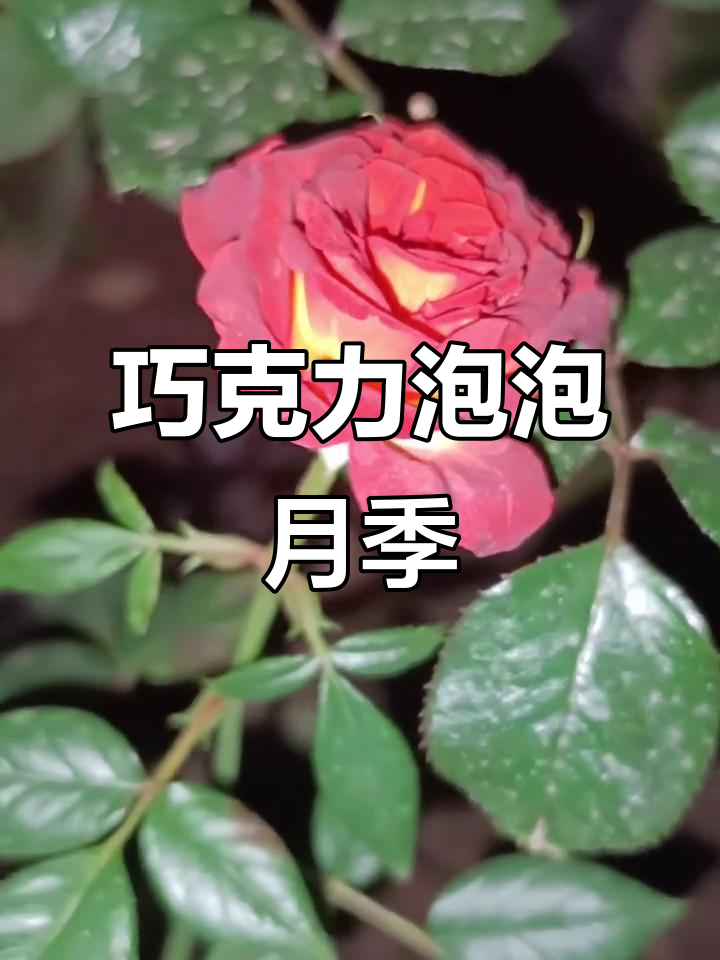 巧克力泡泡月季,独特花色引人注目,抗病力强且勤开花