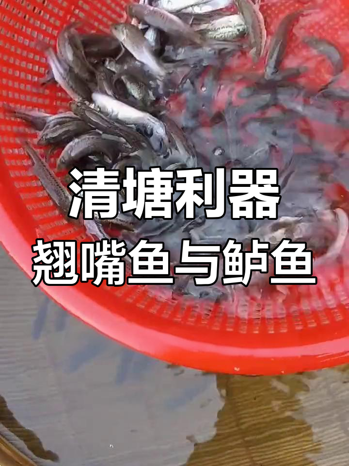 翘嘴鱼与鲈鱼的养殖优势:高效清理杂鱼,肉质鲜美