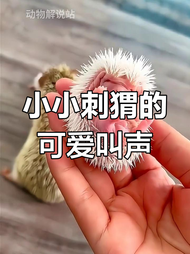 见过这么小的刺猬吗?叫声萌翻了!