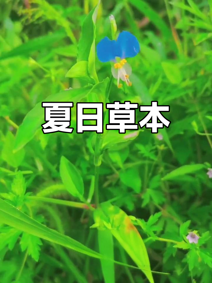 鸭跖草,草本植物,别名多种,常见于夏季