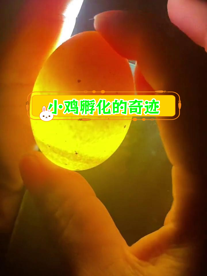 孵化小鸡的奇妙过程,误判了发育