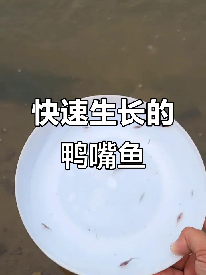 鸭嘴鱼养殖优势：生长迅速，饲料省，适合淡水水域