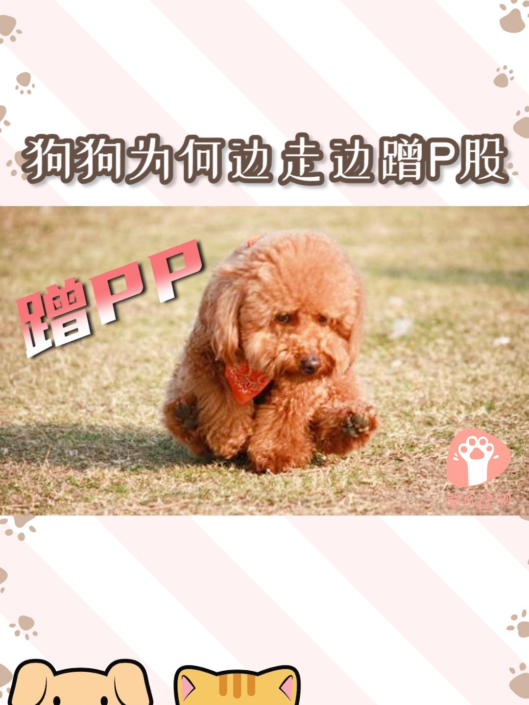为什么狗狗会在地上蹭屁股呢?