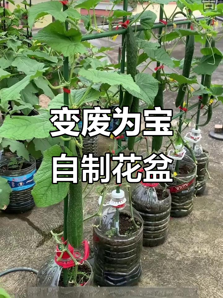 废油桶变种菜盆，简单又实用，阳台种植轻松搞定
