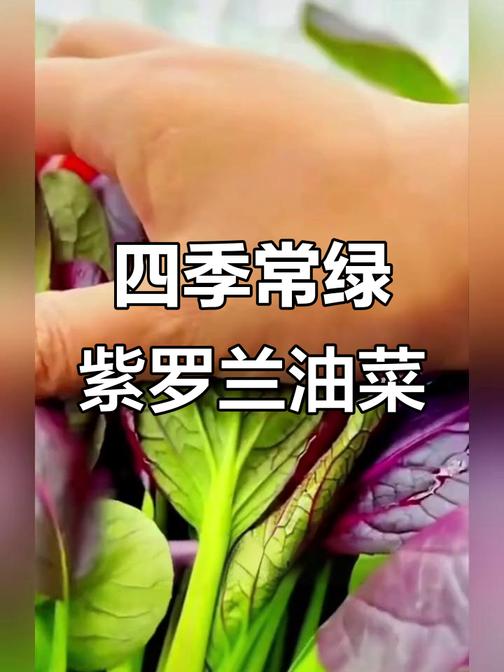 紫罗兰油菜:营养丰富,四季可种,家庭必备蔬菜