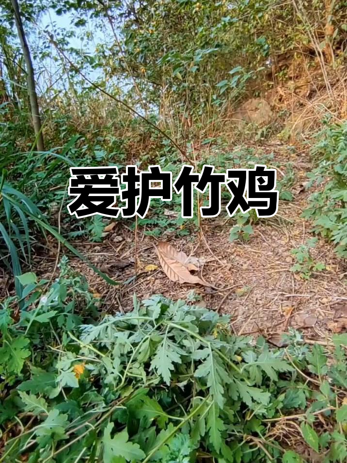 保护野生动物,从竹鸡开始