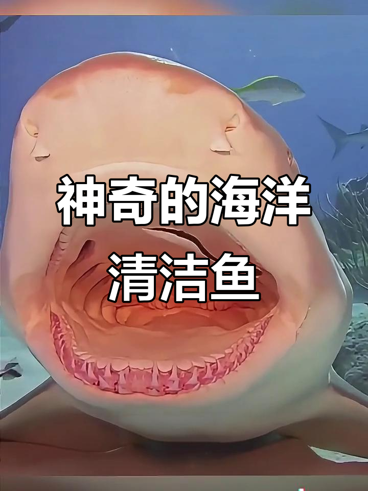 海洋清洁鱼:为其他生物“美容”的奇妙鱼类