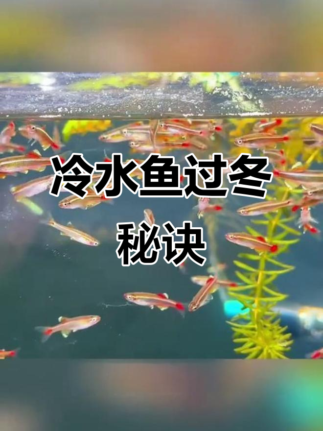 适合初学者的冷水鱼,冬季无需加热也能轻松饲养