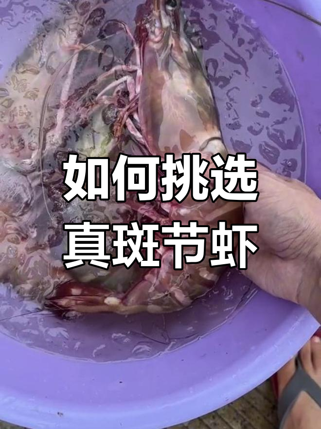 斑节虾种类大揭秘,如何区分?