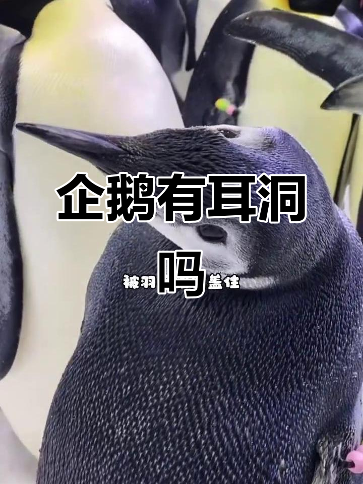 企鹅的耳朵竟然是这样!它们真的有耳洞吗?