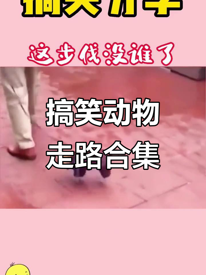 动物走路大赏:狗、猪、鸭子的奇葩步伐,笑到不行