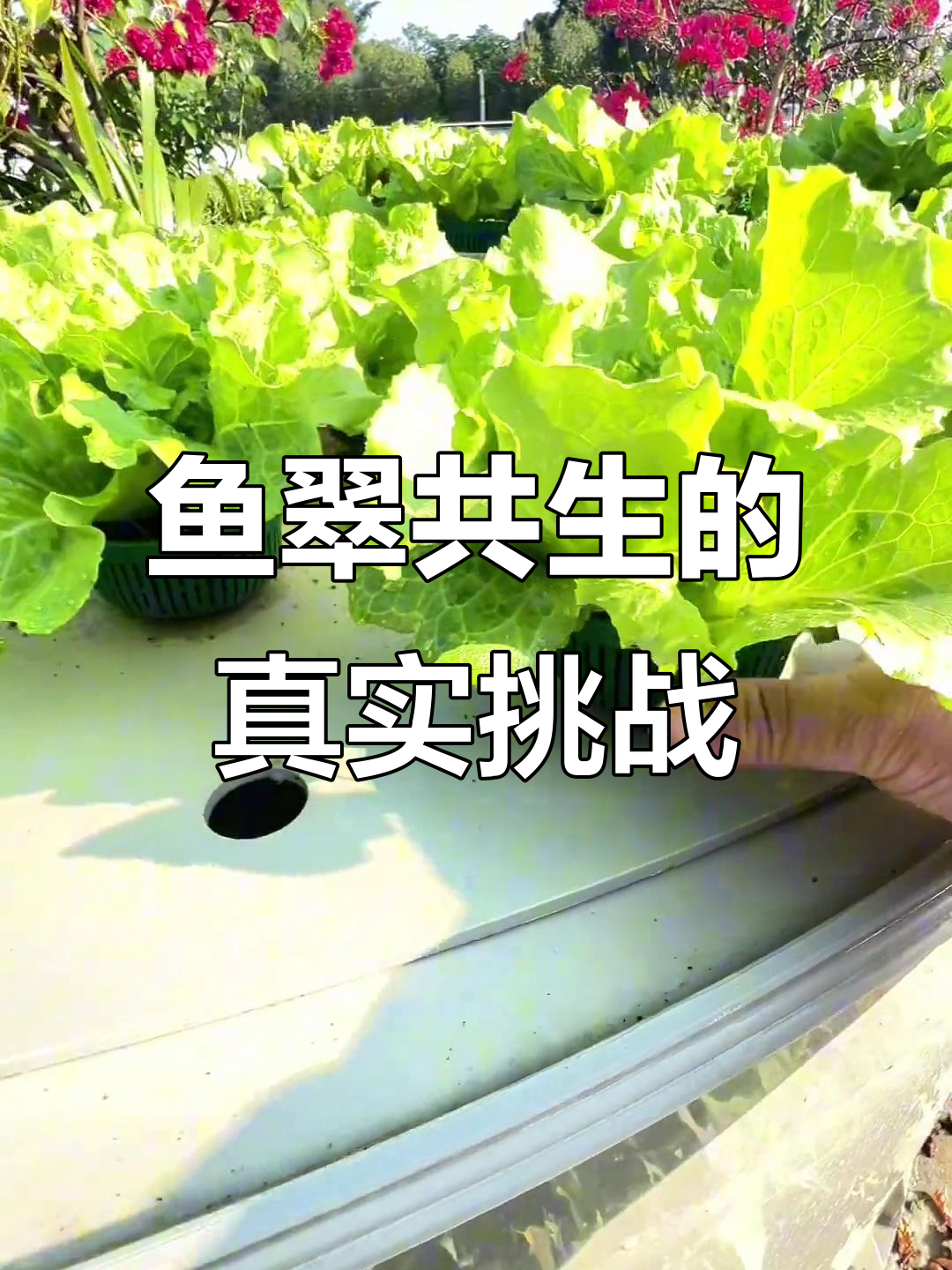 鱼菜共生：不施肥的真相与未来