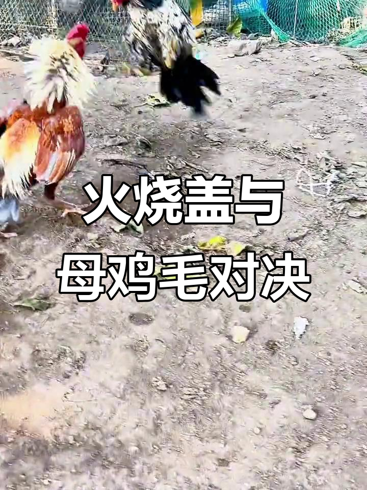 火盖斗鸡大战，母鸡毛挑战极限技巧