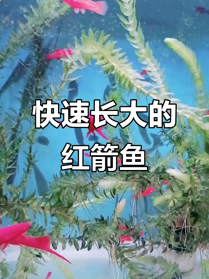 红箭鱼长得快,看看这些小鱼的变化!
