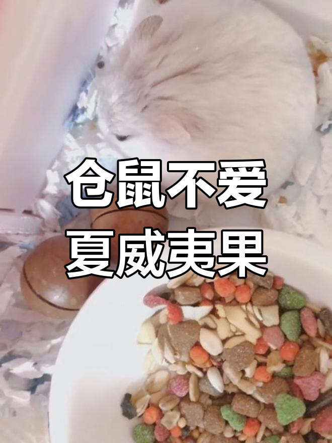 仓鼠对夏威夷果不感兴趣,真让人失望