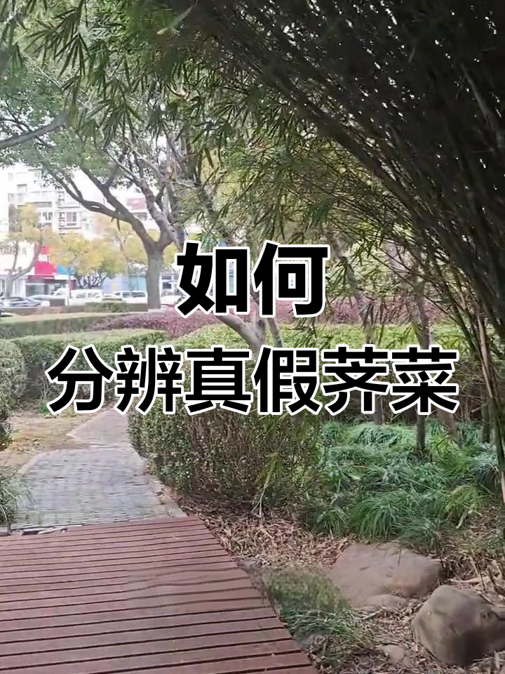 真假荠菜大揭秘,别吃错了!