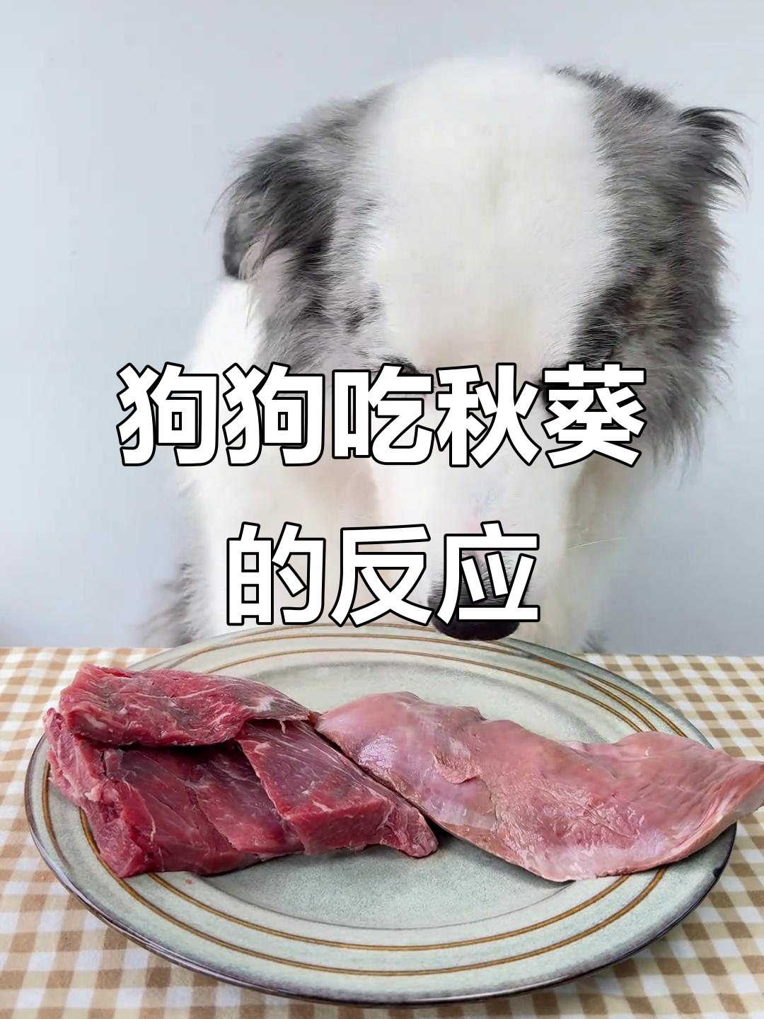 小狗最讨厌的秋葵竟然被塞进鸭舌,表情超搞笑