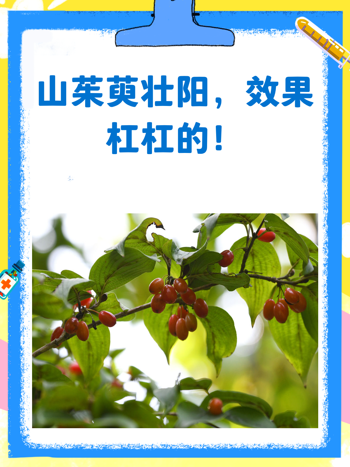 山茱萸,不只是补肾那么简单!壮阳秘籍来啦!
