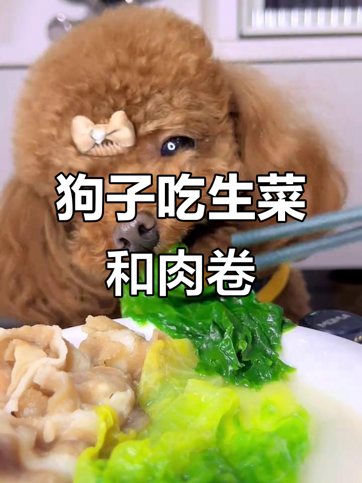 泰迪干饭日常:生菜配牛肉卷,吃得超开心!