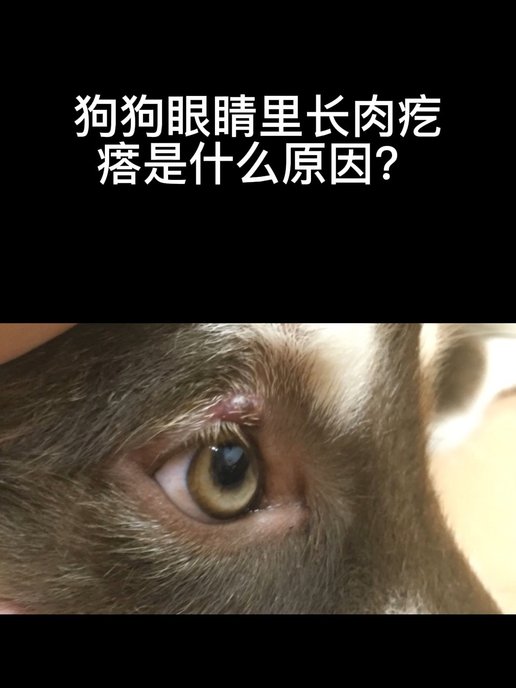 狗狗眼睛里长肉疙瘩是什么原因