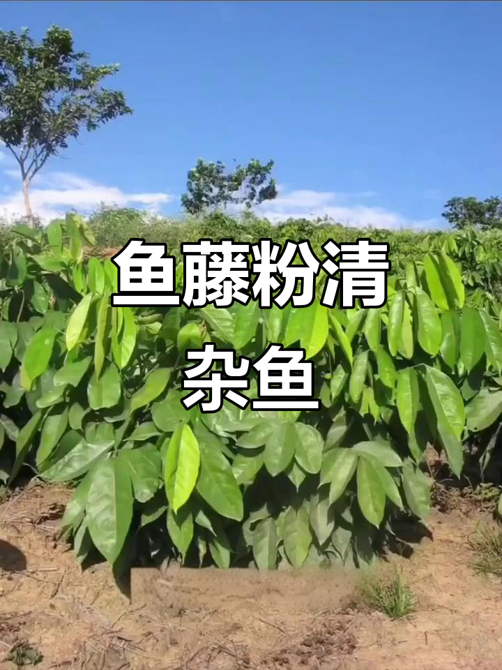 鱼藤粉清理虾蟹塘杂鱼的神奇效果