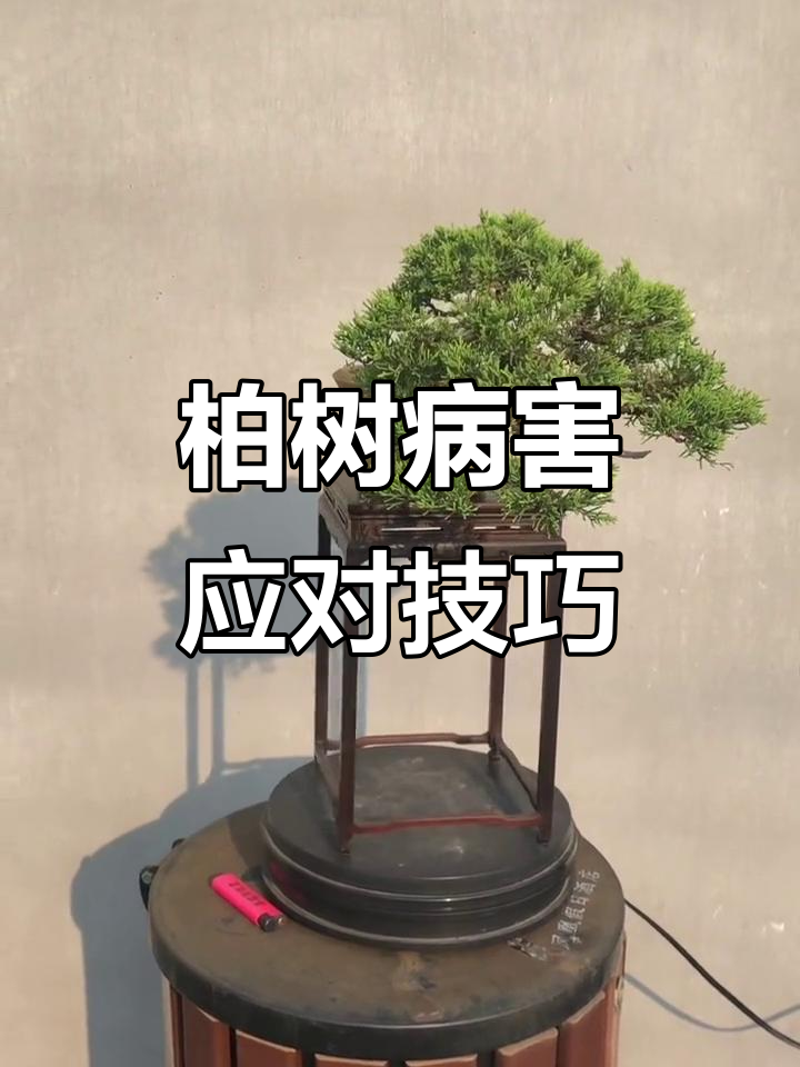 柏树常见病虫害及防治方法