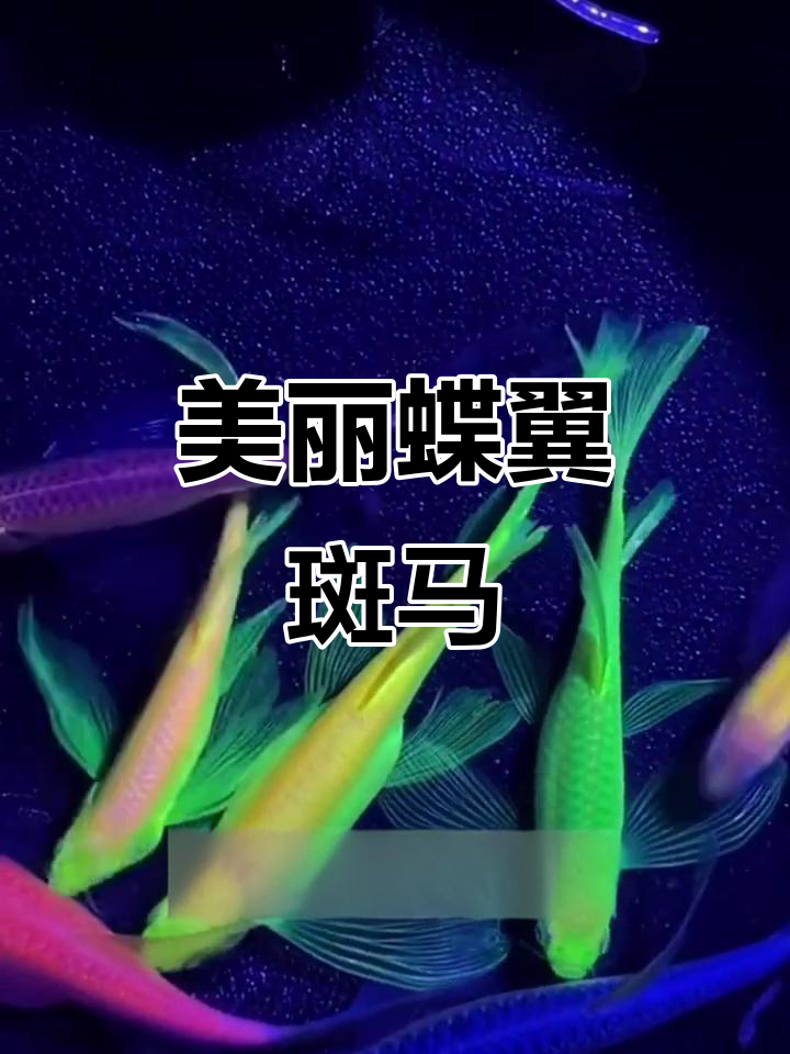 蝶翼斑马鱼,美丽又易养,适合新手轻松上手